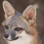 Grey Fox